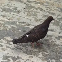 تعدادی کبوتر  کشتی ۲۰ عدد همه باهم دونه۱۳۰