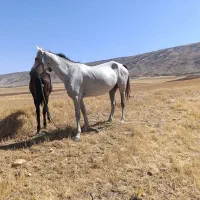 اسب مادیان