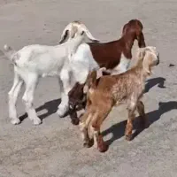 3راس بره شیری