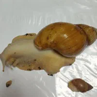 حلزون بالغ و تخم گذار|خزنده|پاکدشت, پاکدشت (مامازند)|دیوار