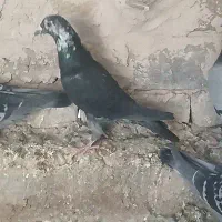 نر کفتر نسل سینه سفید بزن بهادر