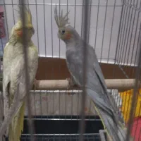 یک جفت عروس هلندی