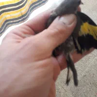 سهره کرمونی|پرنده|تهران, زرکش|دیوار