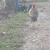 فروش خروس و غاز|حیوانات مزرعه|لیسار, |دیوار