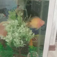 آکواریوم با ماهی پرت ویه دونه فلاور