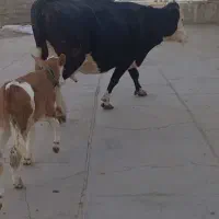 گاو سیمنتال سیاه