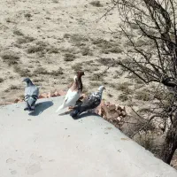 کبوتران عالی وخوب|پرنده|نیریز, |دیوار