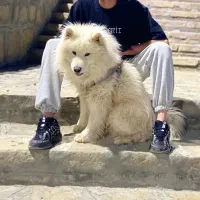سگ ساموید نر