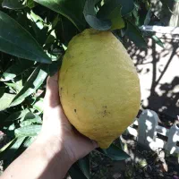 بهترین و با کیفیت ترین بالنگ