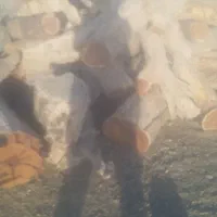 خرید و برش انواع چوب باغی|خدمات باغبانی و درختکاری|قائن, |دیوار