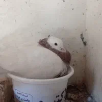 طوقی پاک|پرنده|برخوار, |دیوار