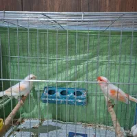 فروش قناری اورجینال .