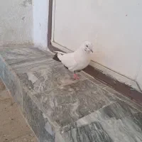 کبوتر دمی بدون عیب ایراد