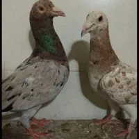 سار سرور نرماده|پرنده|چناران, |دیوار