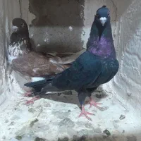 کبوتر|پرنده|مراغه, |دیوار