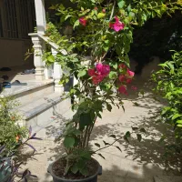 درختچه گل کاغذی