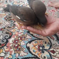 جوجه مینا اصل