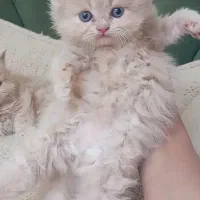 پرشین های اصیل