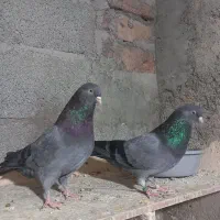 سه جفت کبوتر|پرنده|تبریز, |دیوار