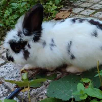 خرگوش لوپ|موش و خرگوش|گرگان, |دیوار