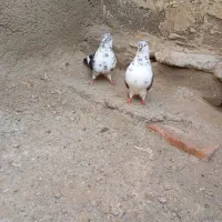 کبوتر سوسکی