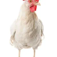 مرغ تخمگذار ماشینی 6 ماهه