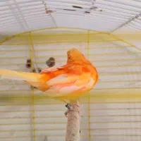 قناری|پرنده|برازجان, |دیوار