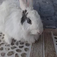 خرگوش به فروش میرسد