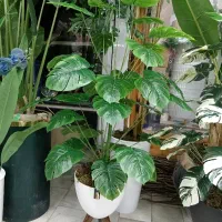 گل انجیری 18 برگ با گلدان فی 600|گل و گیاه طبیعی|کرمانشاه, |دیوار