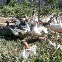 فروش غاز طبیعی