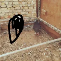 گمشده|پرنده|فرمهین, |دیوار