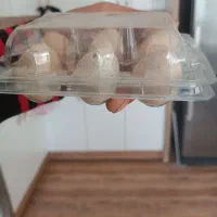 تخم بلدرچین کوهی خوراکی