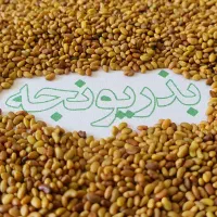 فروش انواع بذر یونجه سردسیر و گرمسیر و معتدل|عمده‌فروشی|ایلخچی, |دیوار