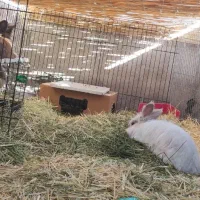 واگذاری دو خرگوش عقیم شده|موش و خرگوش|تهران, جوادیه|دیوار