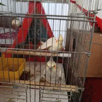 عروس هلندی|پرنده|تهران, وحیدیه|دیوار