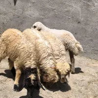 گوسفندنر و ماده