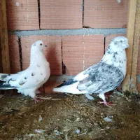 یک جفت کبوتر شمرونی گردن کلفت|پرنده|قائم‌شهر, |دیوار