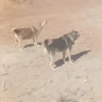 سگ نرو ماده بومی