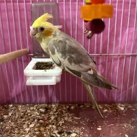 عروس هلندی