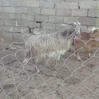 بز جوان همراه بزغاله نر|حیوانات مزرعه|صائین قلعه, |دیوار