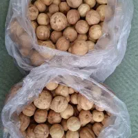 لیمو عمانی