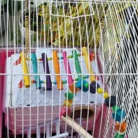 عروس هلندی و مرغ عشق|پرنده|اردبیل, |دیوار