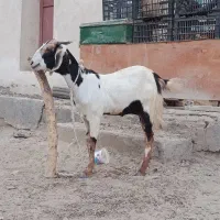 2عدد گیس ماده نسل ونژاد دوقلو زاه