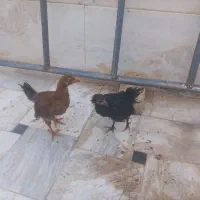 جوجه مرغ