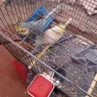 عروس هلندی جفت نرماده|پرنده|بافق, |دیوار