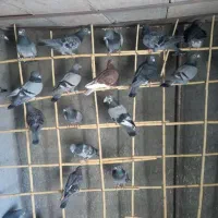 کبوتر پرشی|پرنده|سبزوار, ابارش|دیوار