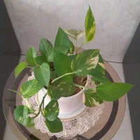 گل پتوس زیبا|گل و گیاه طبیعی|مشهد, امیریه|دیوار