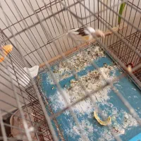 قناری جفتی سهره|پرنده|پاکدشت, پاکدشت (مامازند)|دیوار