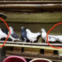 فروشی دو عدد نر