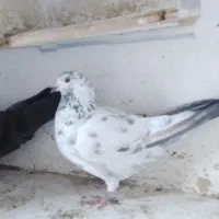 کبوتر ماده کل دم سبز